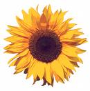 [sunflower-small.jpg]
