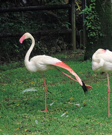 flamingo stretch