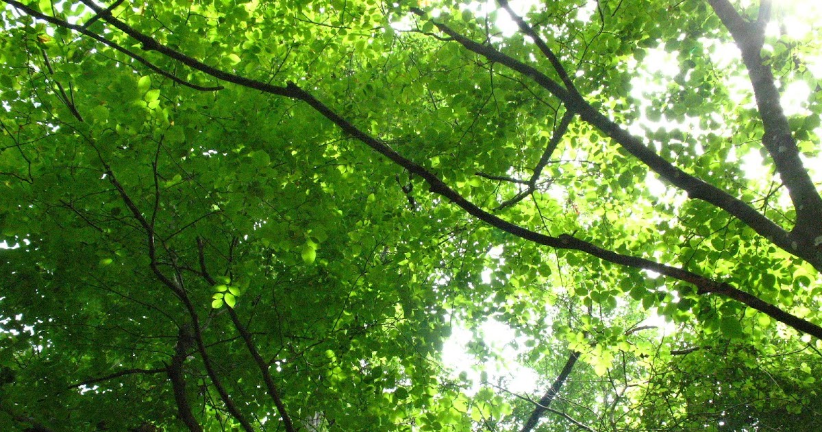 Horticulture in Arkansas Champion Trees of Arkansas