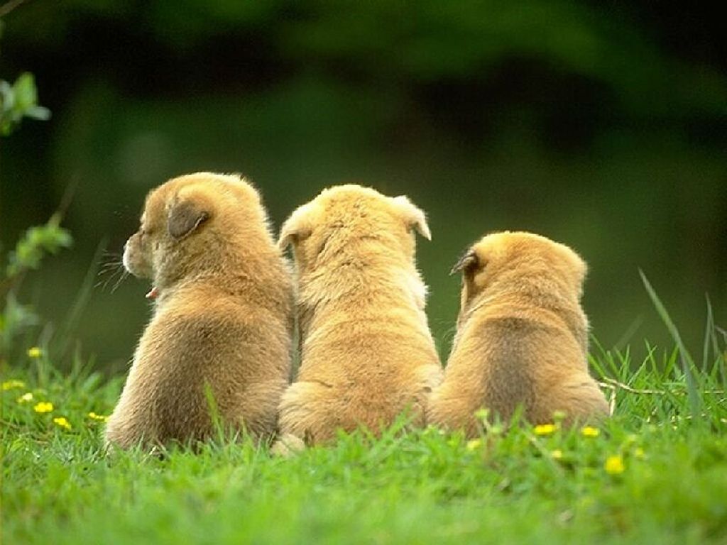 [3-little-puppies.jpg]