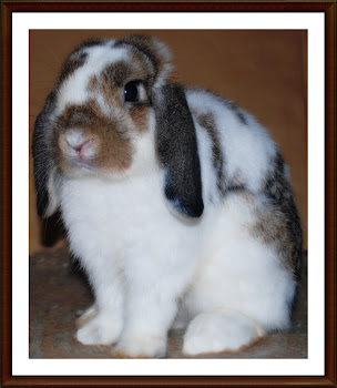MALE HOLLAND LOP