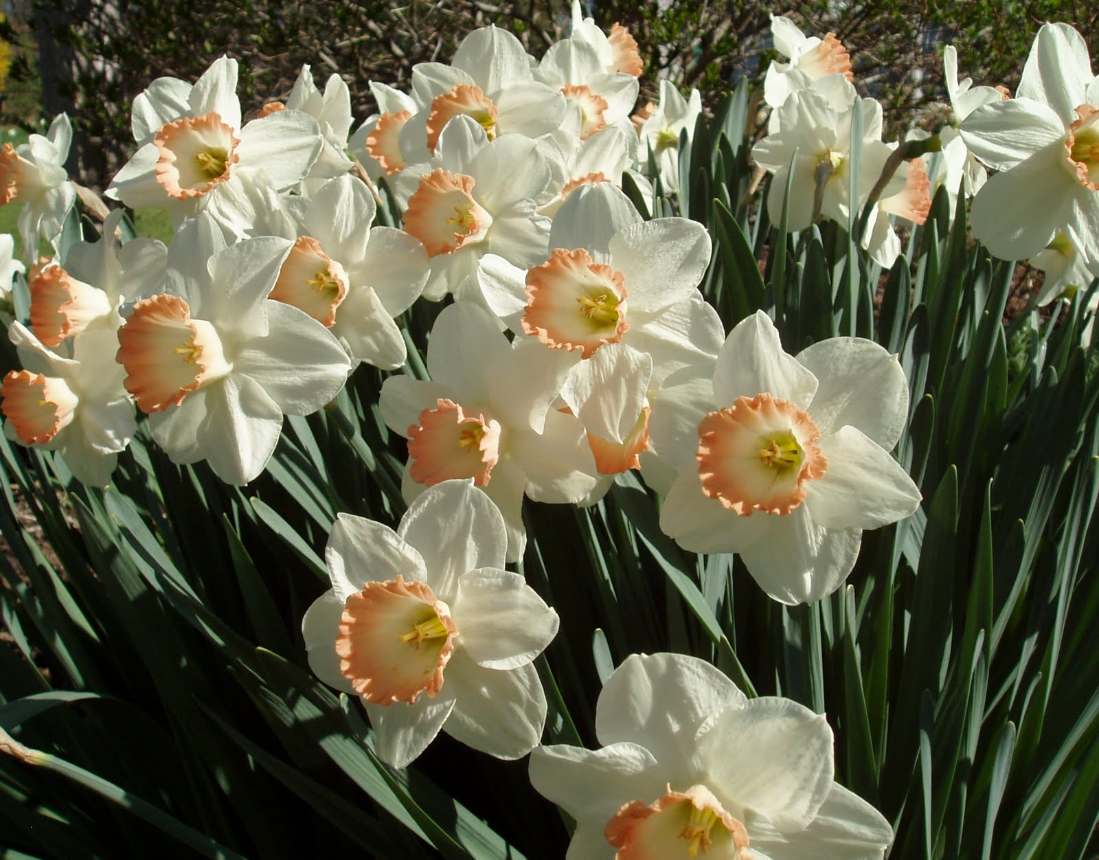 A Year In The Garden Daffodil Daze