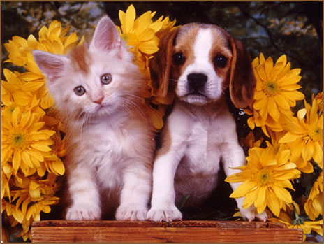 pictures of kittens and puppies. kittens and puppies.