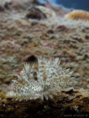 Feather Star