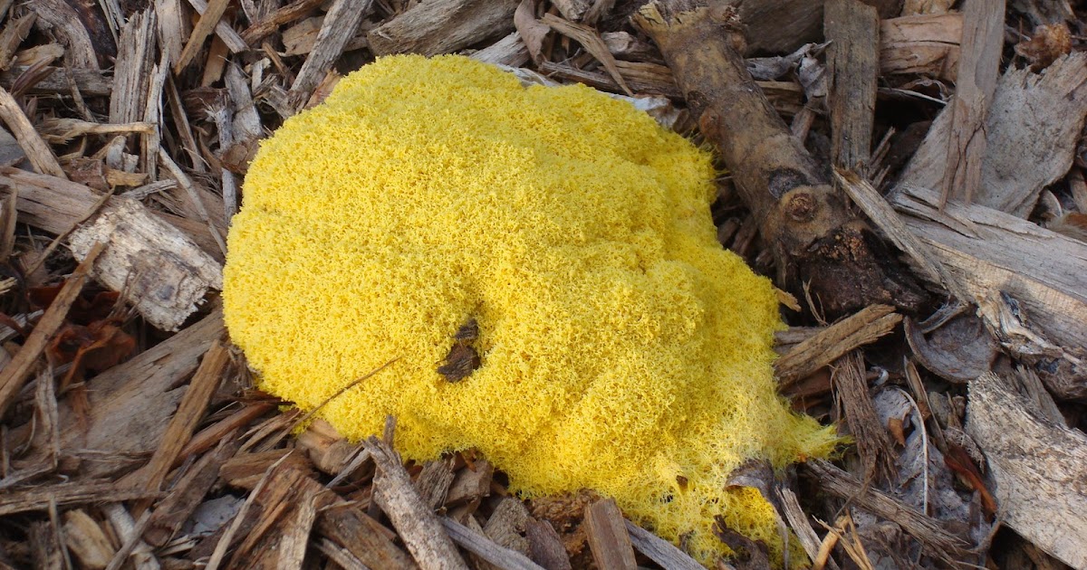 Bill Sundstrom's Blog: Slime mold and other garden news