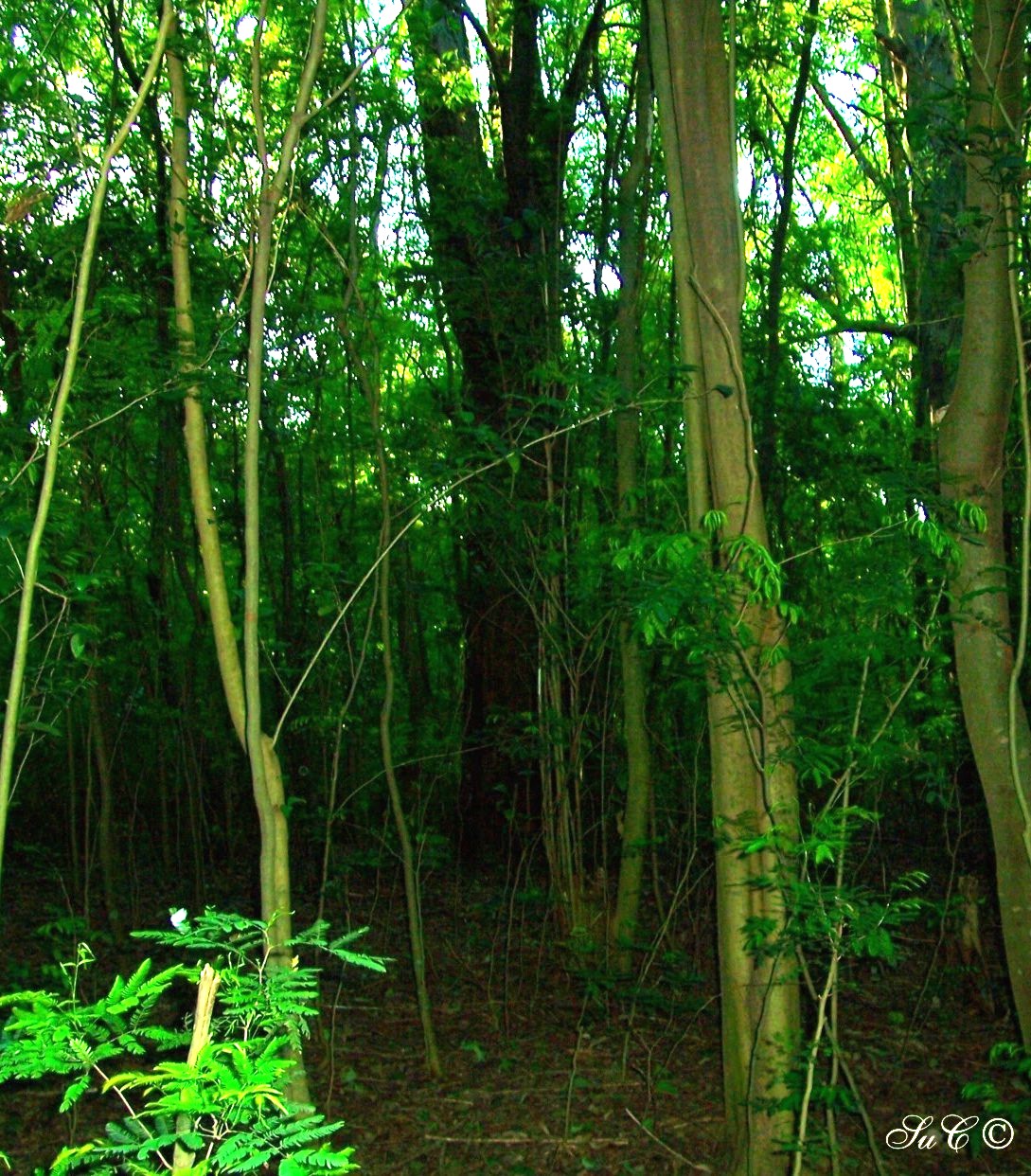 selva verde