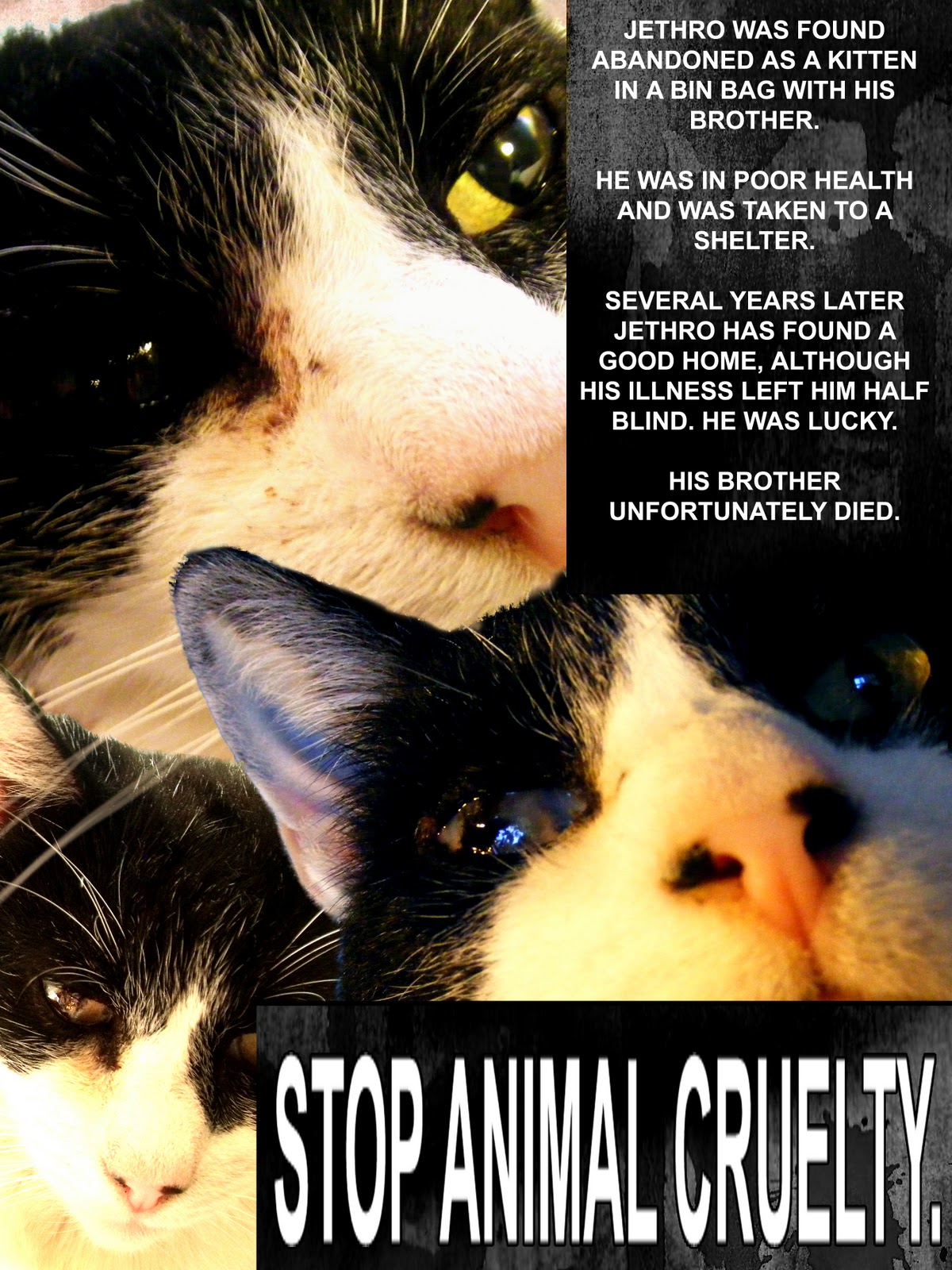 Art Foundation Issues Project Animal Abuse