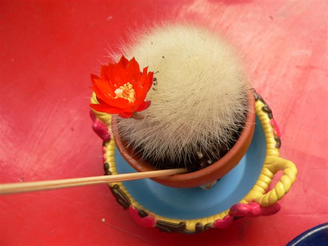 [P1100573+(Small).JPG]