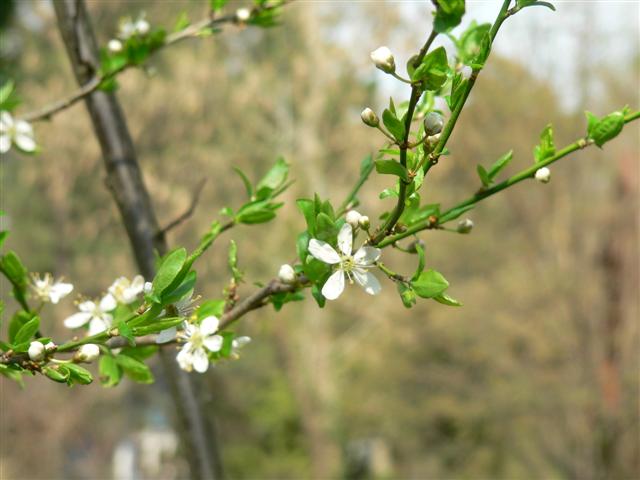 [P1130910+(Small).JPG]