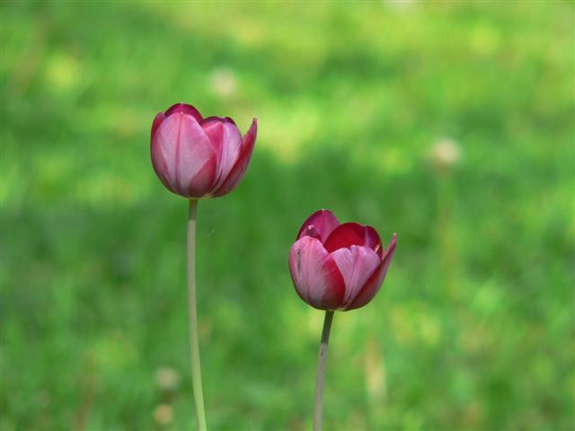 [P1140283+(Small).JPG]