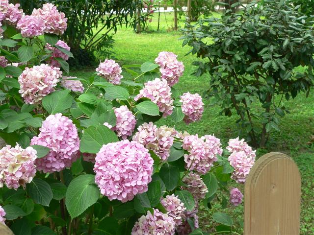 [P1140842+(Small).JPG]