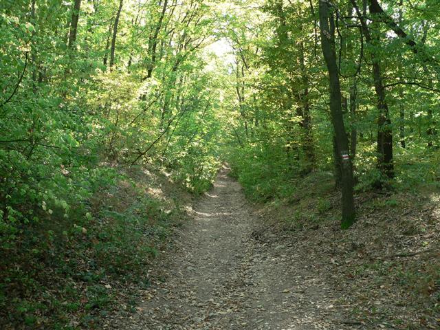 [P1160091+(Small).JPG]