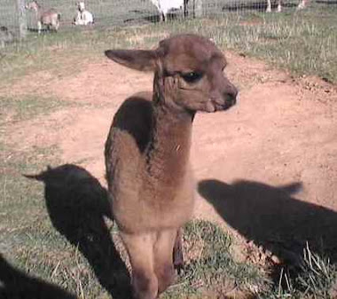 Blessing Ridge Farm's 2010 Baby Alpacas