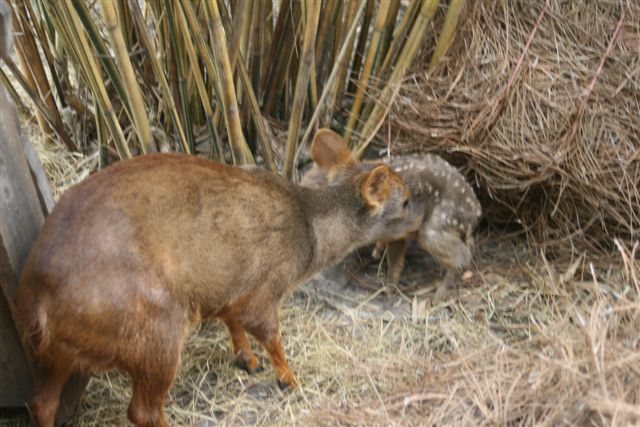 [mother+and+pudu.JPG]