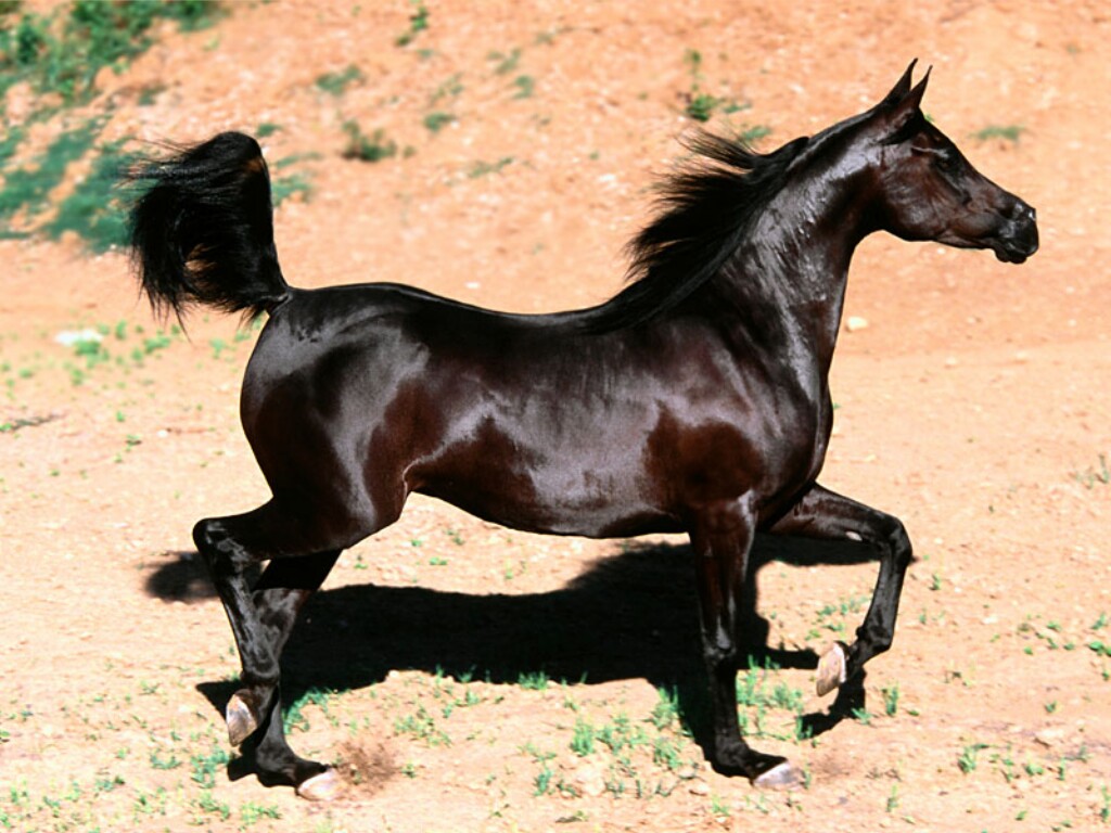 [Caballo-Arabe-Negro.jpg]