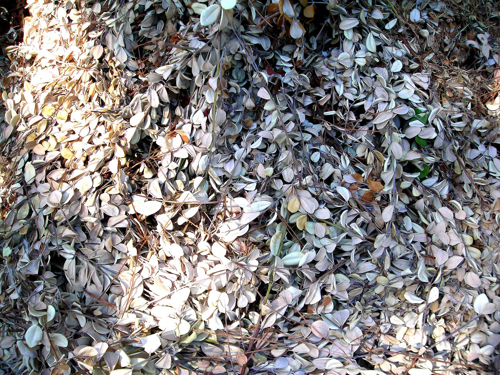 [FOLHAGEM_CHAO2.jpg]