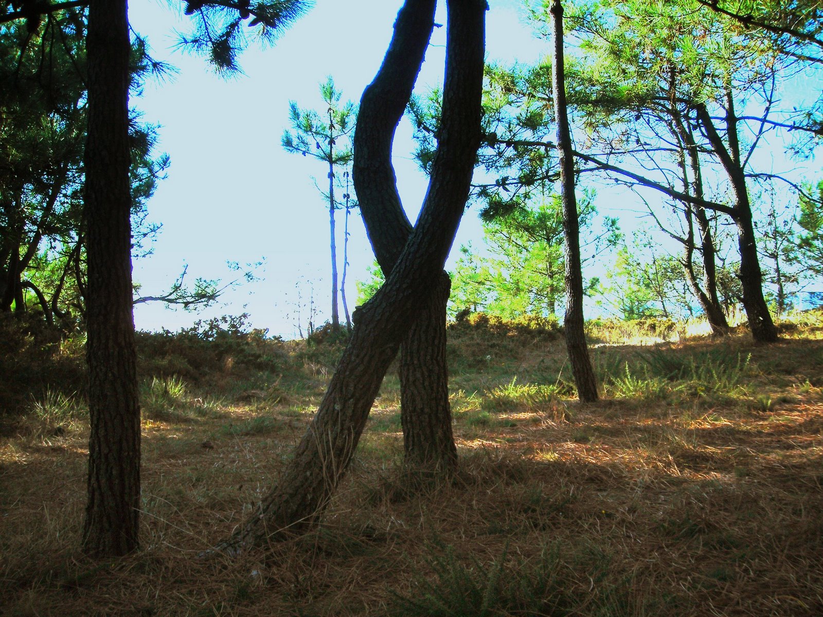 [PINHEIRO_DOIS_TRONCOS_TORCIDOS.jpg]