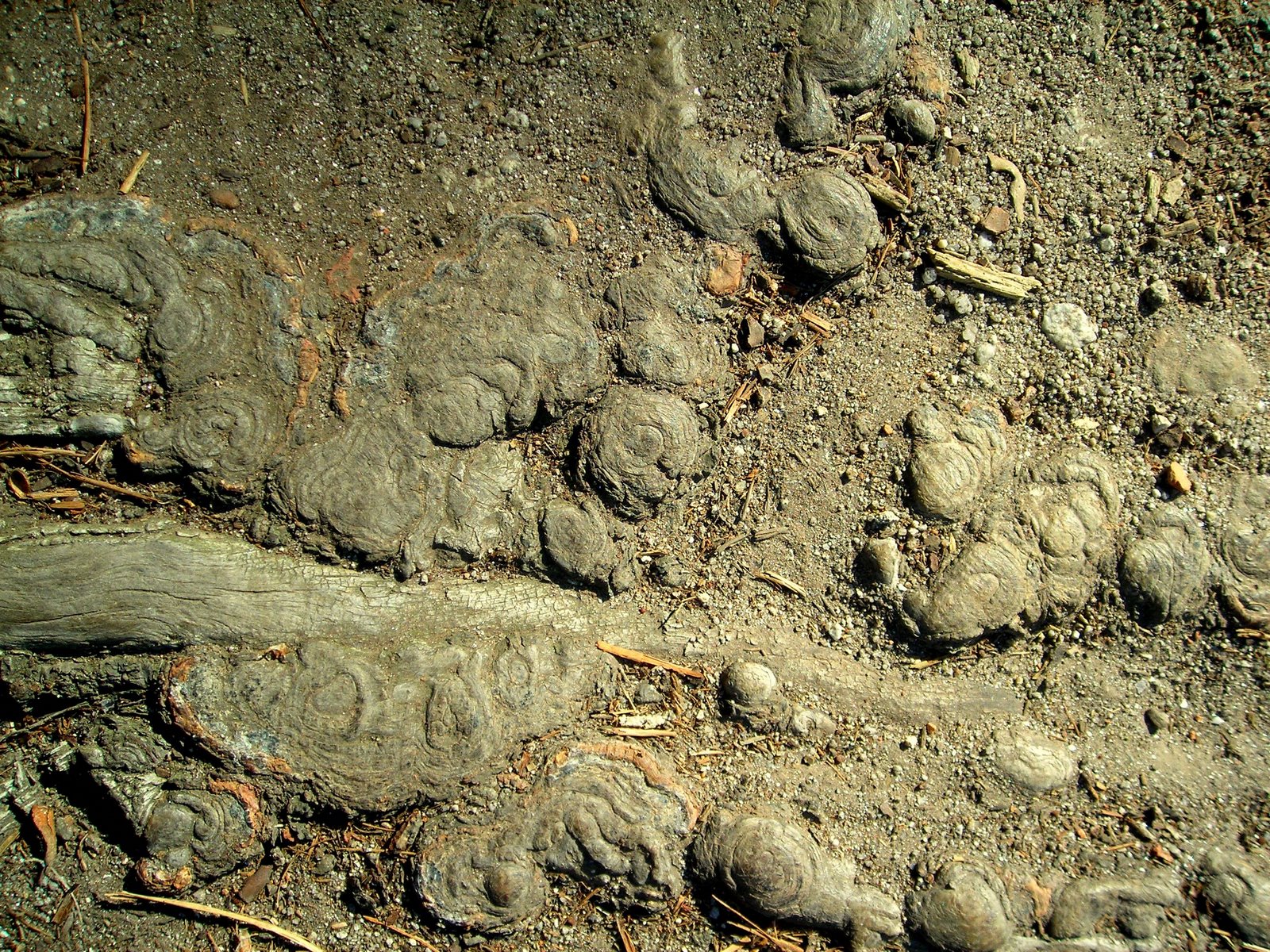 [CHAO_NODULOS_PINHEIROS.jpg]