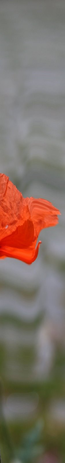 [DETALHE_PAPOILA_2.JPG]