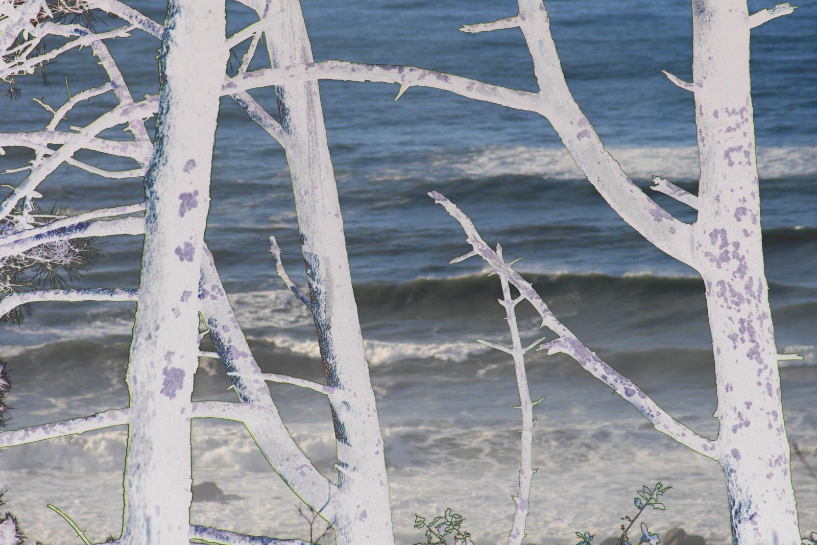 [MAR_REVOLTO_ENTRE_PINHEIROS_BRAVOS.jpg]