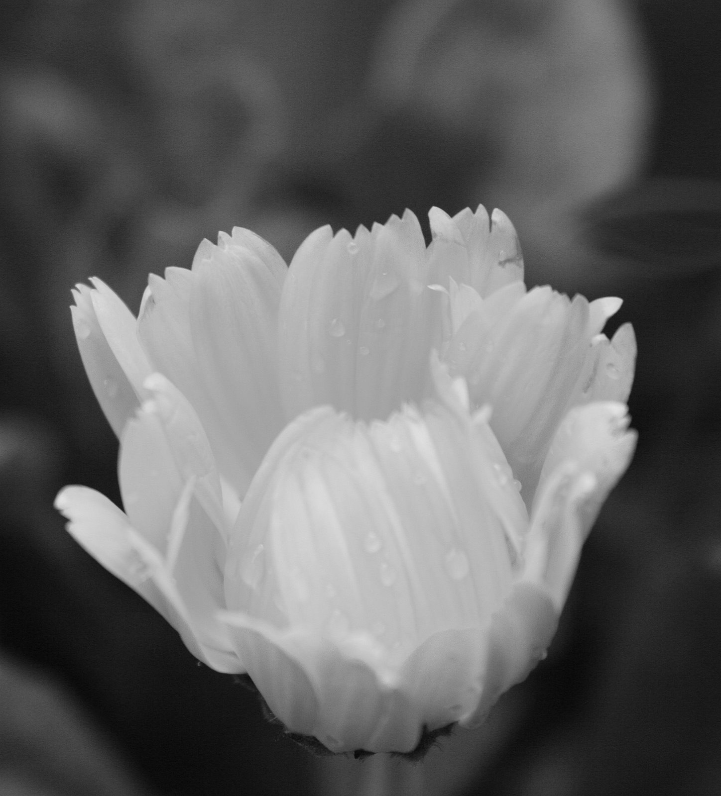 [BLANC_APRES_LA_PLUIE.jpg]