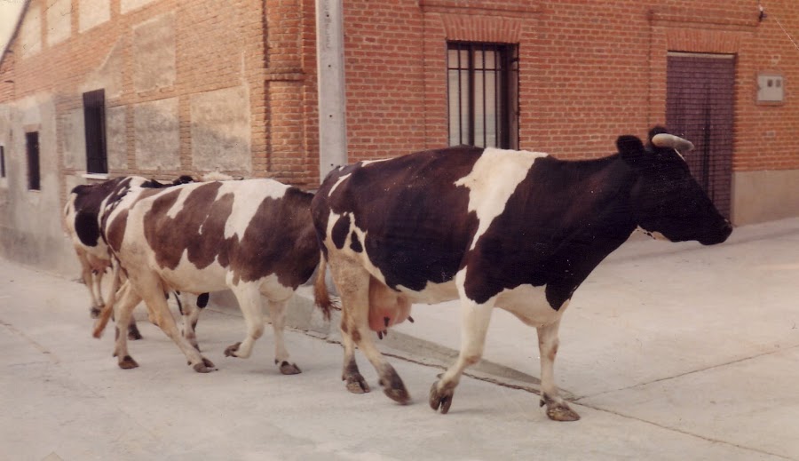 Las vacas por la calle