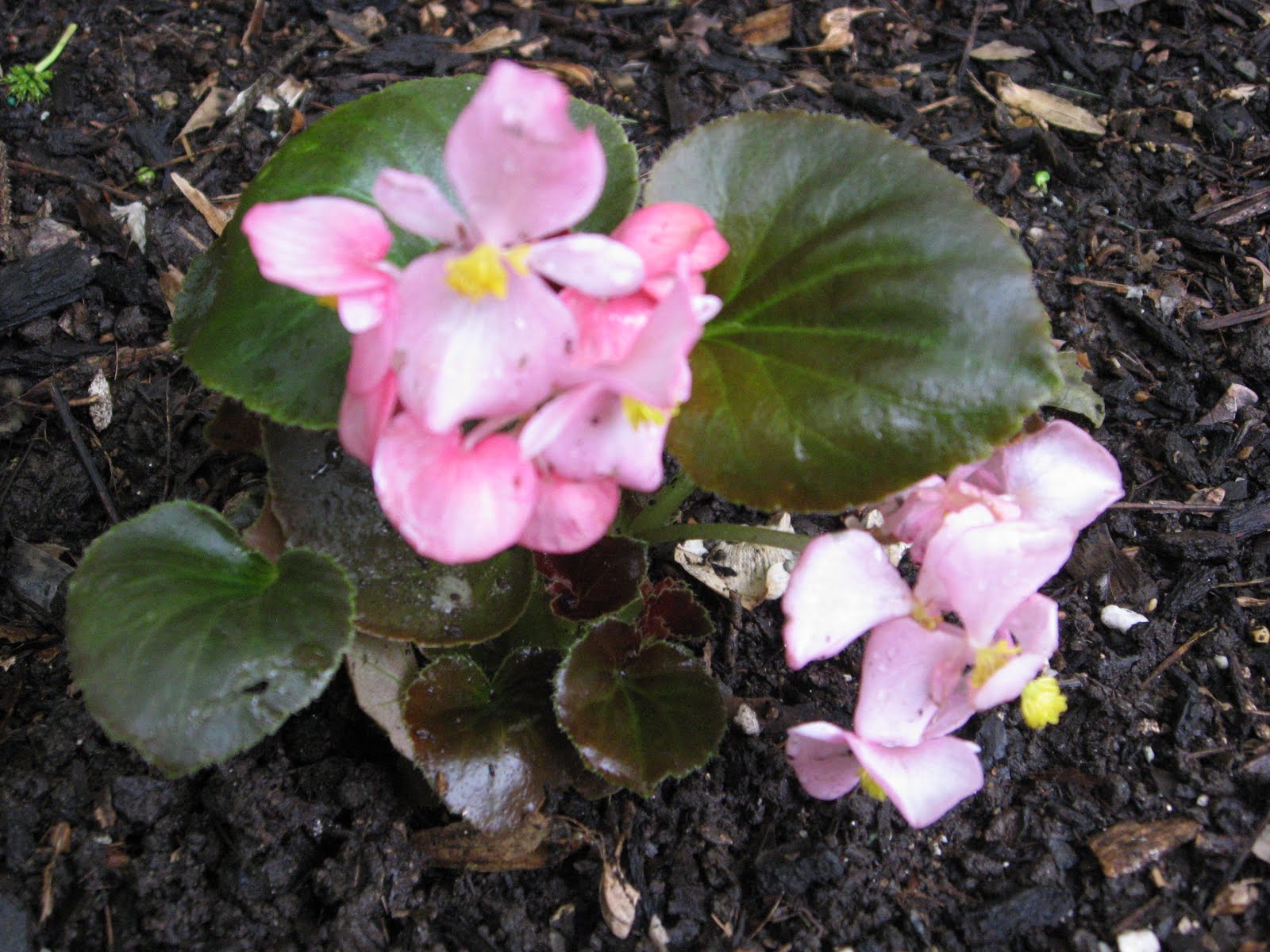 A. J. Rahn Greenhouses Wax Begonias