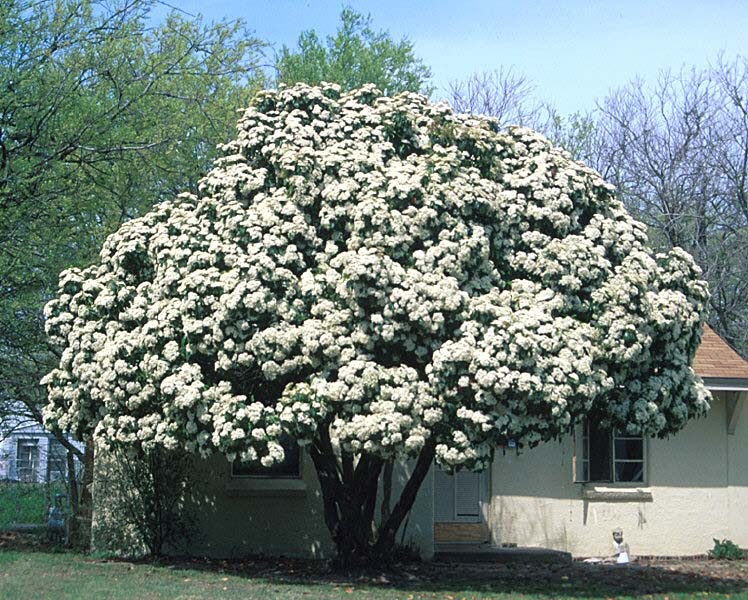 Beechwood Landscape Architecture and Construction Evergreen Tree Of