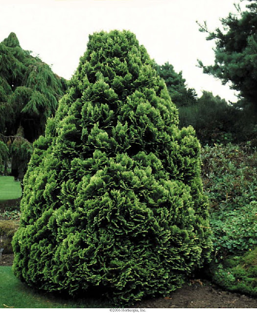 Beechwood Landscape Architecture and Construction Lawson's Cypress