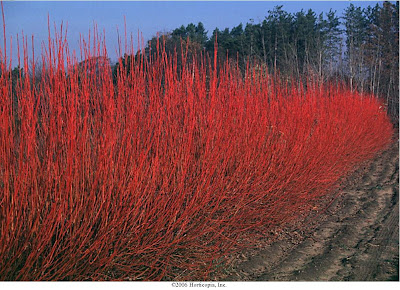 Redosier+dogwood+shrub