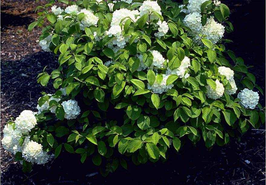 Viburnum Plicatum Tomentosum Winter