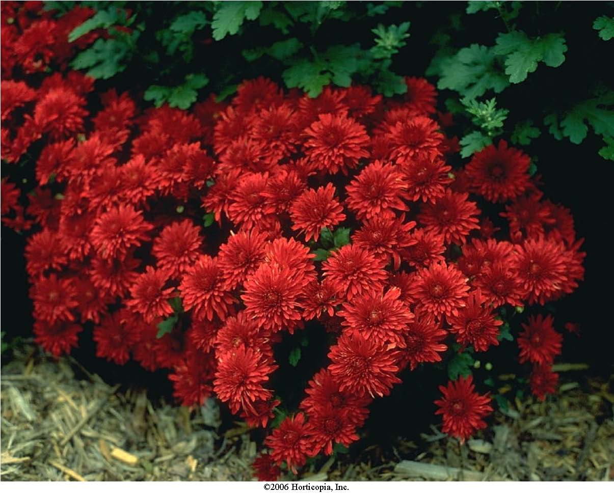 beechwood landscape architecture and construction time to fall into autumn with mums beechwood landscape architecture and construction time to fall into autumn with mums