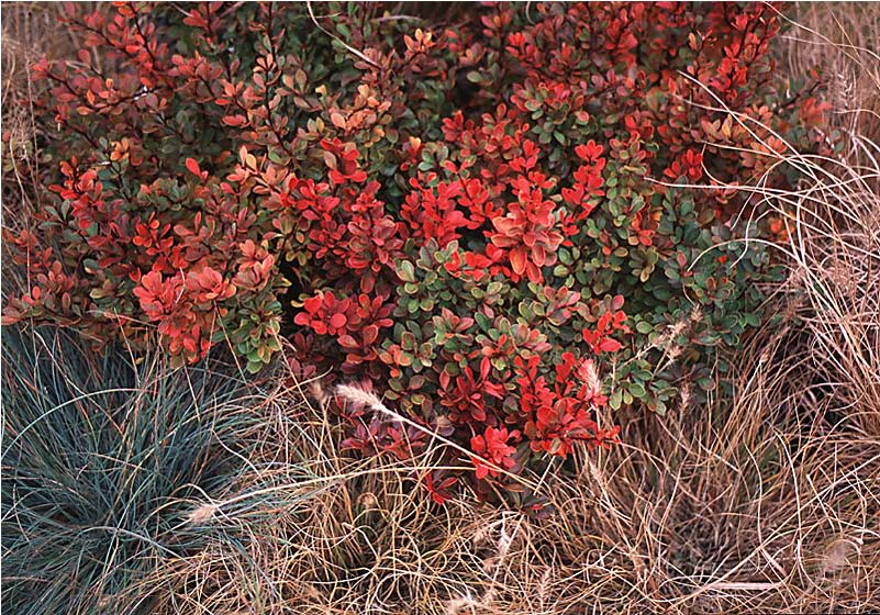 Japanese Barberry. Type Shrub