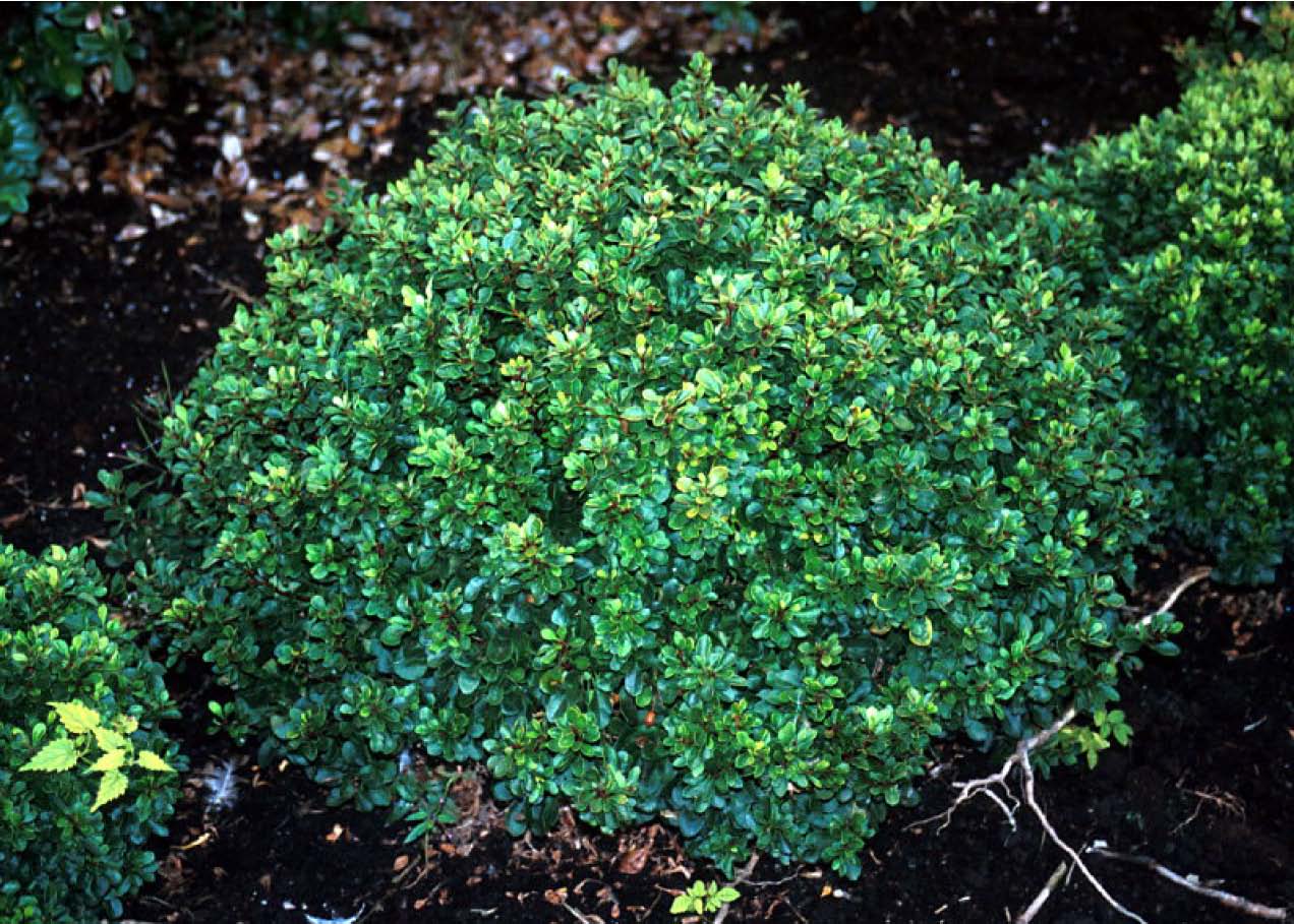 Japanese Barberry. Type Shrub