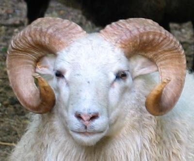 Ram Horn
