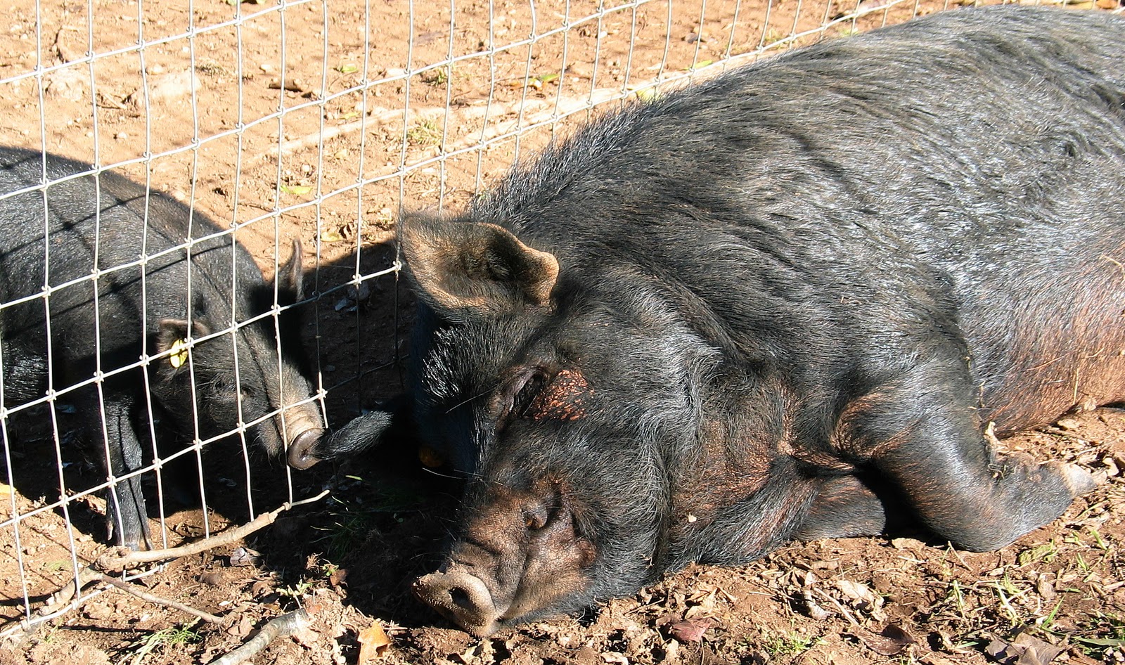 Losing Our Shirts, Keeping The Farm: It's a Pig's Life