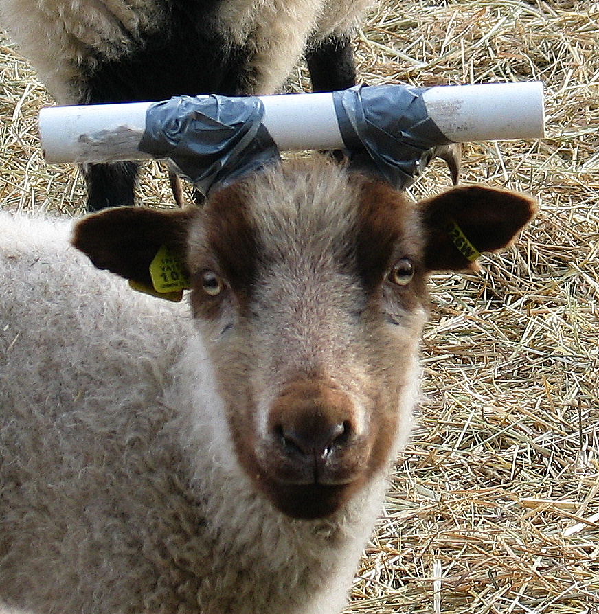 Losing Our Shirts, Keeping The Farm Sheep in a Dunce Cap