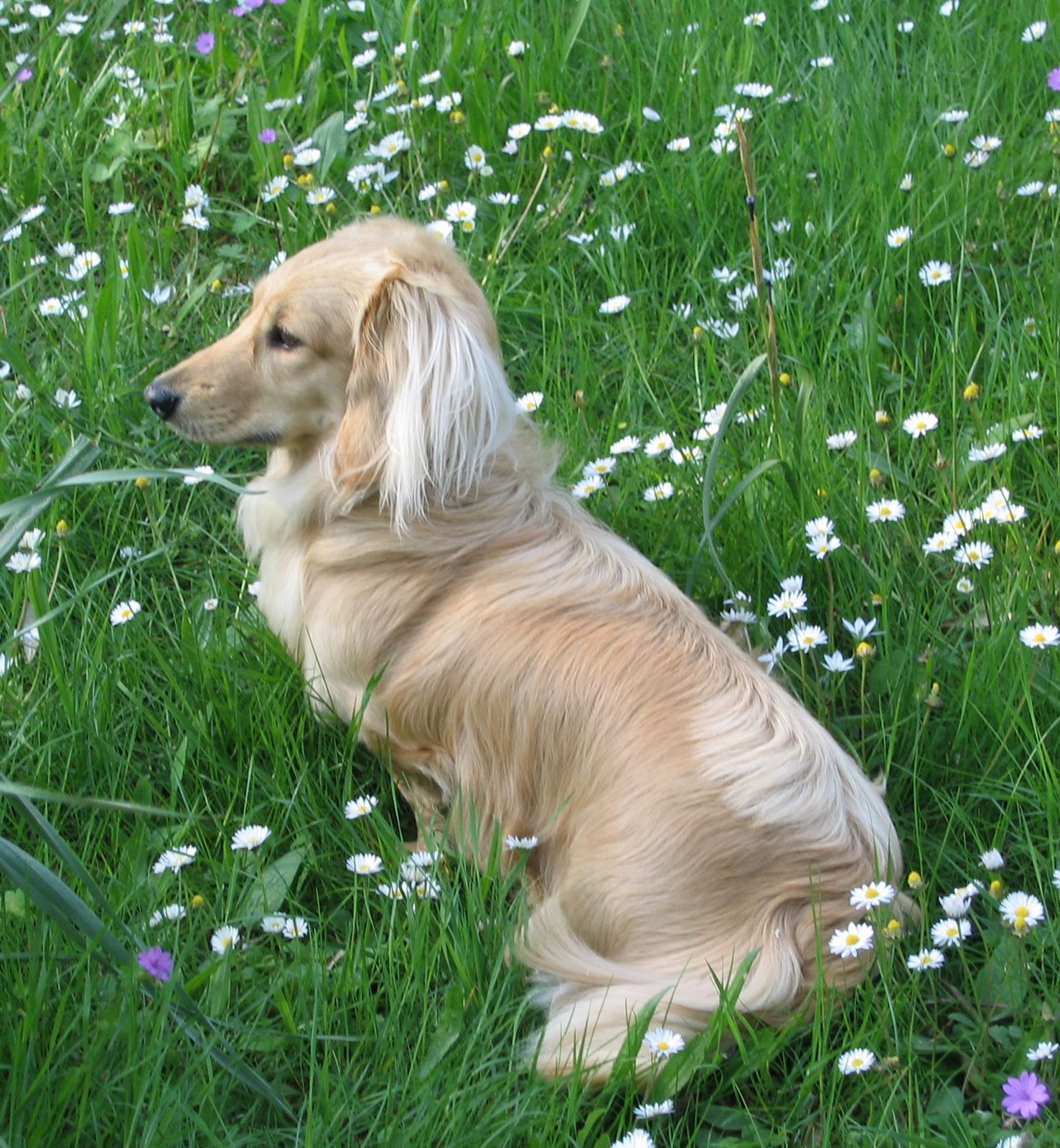 [Dumbo+Spring+'06.jpeg]