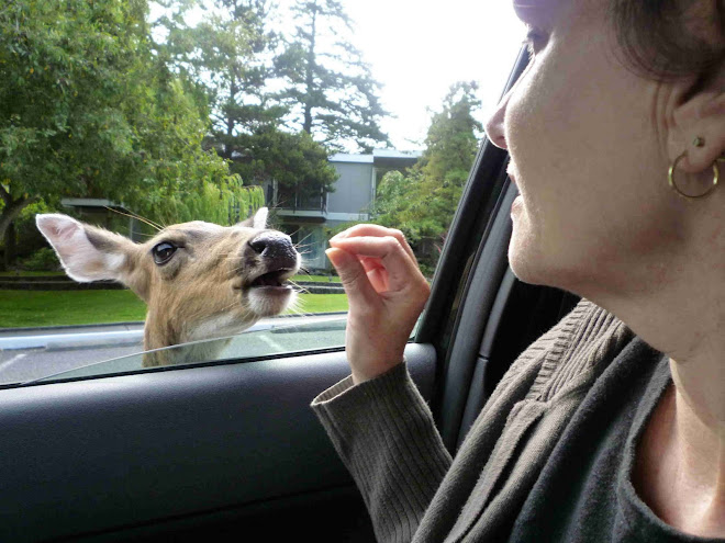 Feeding Bambi