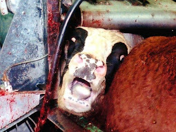 Se i macelli avessero pareti di vetro saremmo tutti vegetariani !