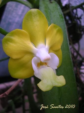 [vanda_denisoniana_2010_2.jpg]