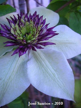 [clematis.jpg]