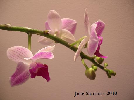 [phal.jpg]