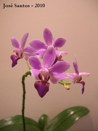 [phal_pulcherrima.jpg]
