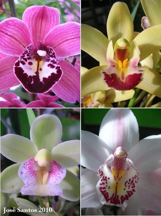 [cymbidium_mosaico_2.jpg]