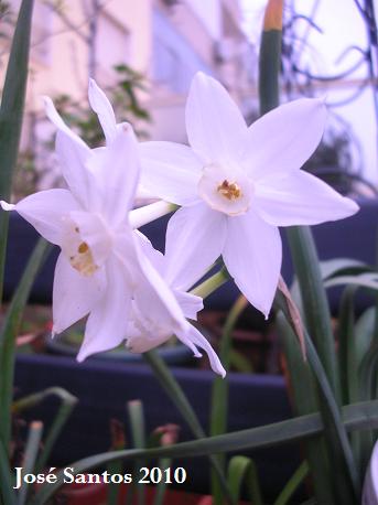 [narcisos_paperwhite_wild.jpg]