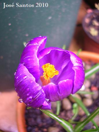 [crocus+2.jpg]