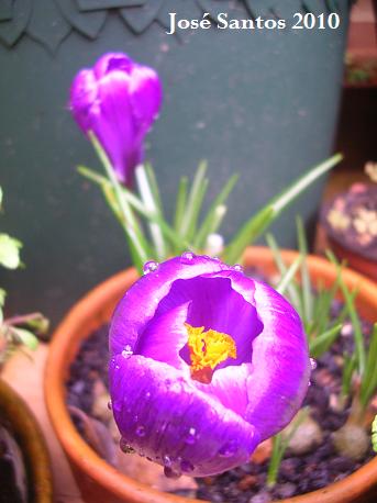[crocus+3.jpg]