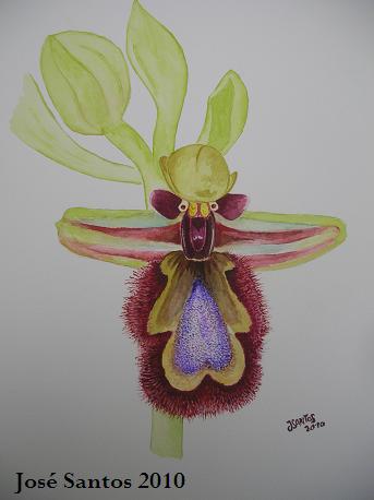[ilustracao_ophrys+speculum.jpg]