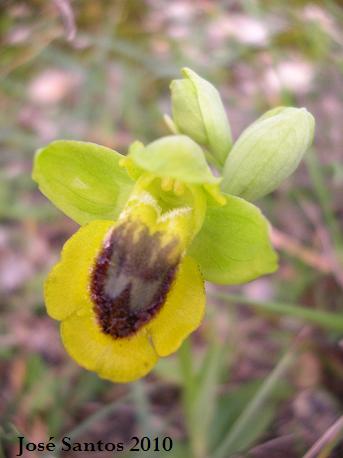 [ophrys+lutea+2010.jpg]